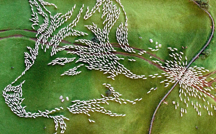 Welt von oben schafe wolf