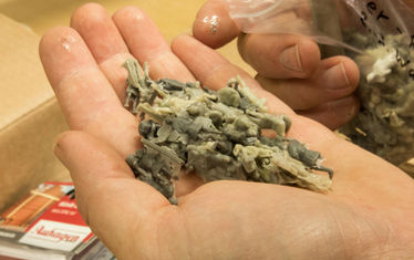 Content Modellbauer Figuren Sortieren