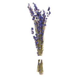 Lavendel 480X459Px