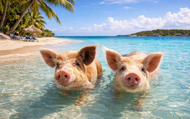 Karibik mood wasserschweine