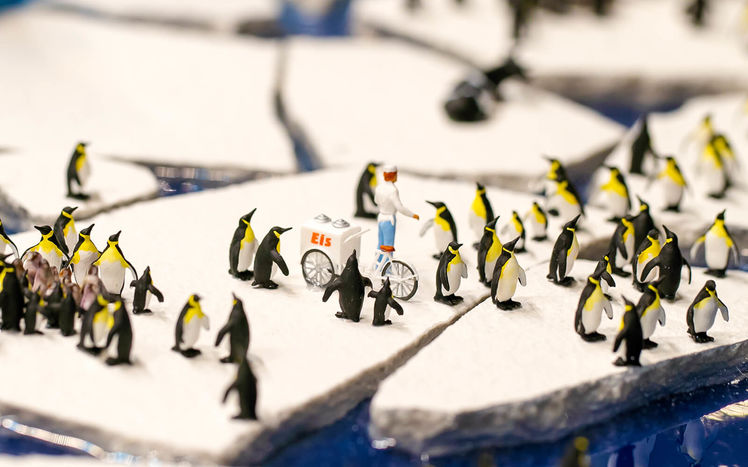 Patagonien antarktis pinguine 18