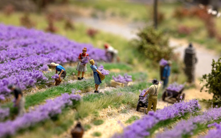 Provence lavendel ernte detail
