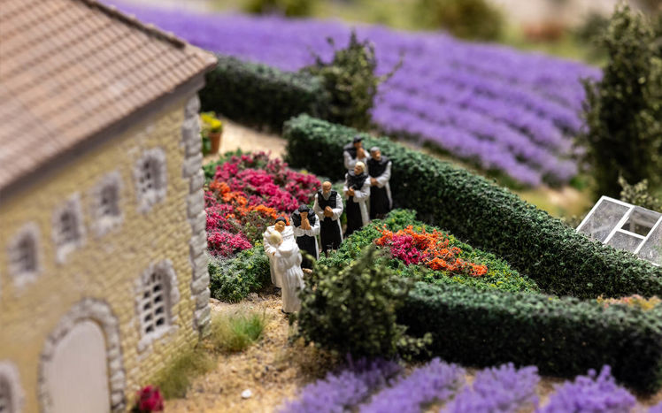 Provence senanque moenche lavendel detail