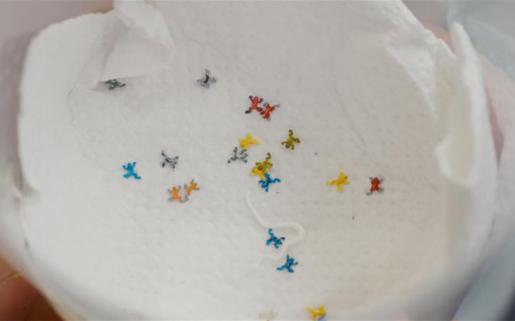 Regenwald bau pilar froesche