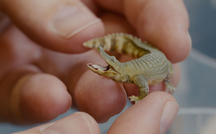 Regenwald bau pilar krokodil detail