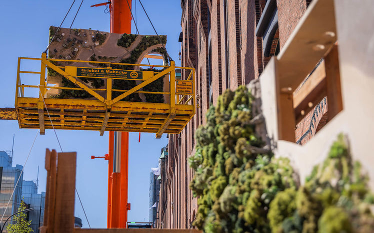 Regenwald anlieferung 10